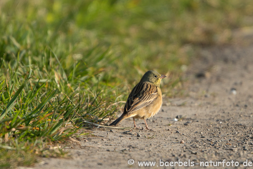 Ortolan