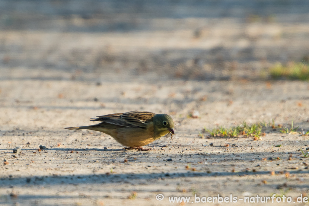 Ortolan