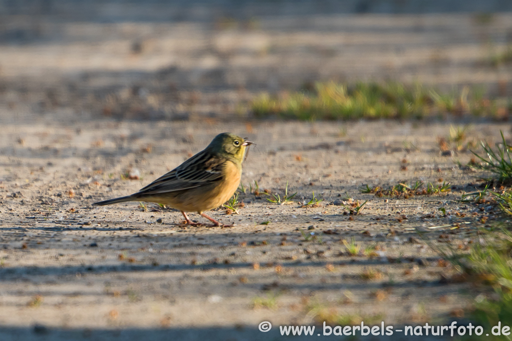 Ortolan