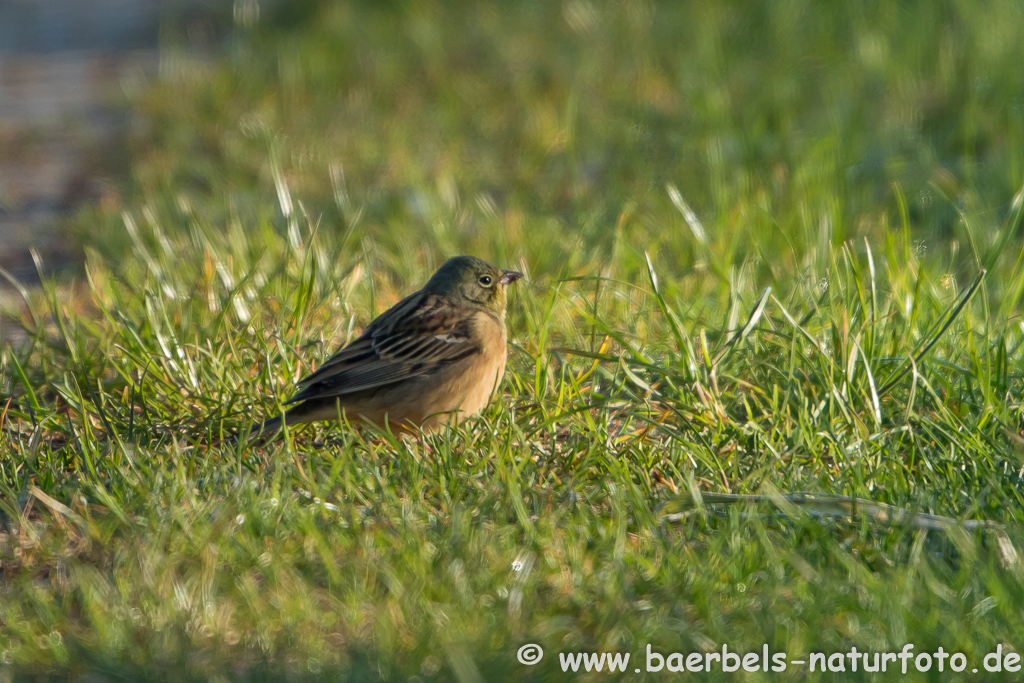 Ortolan