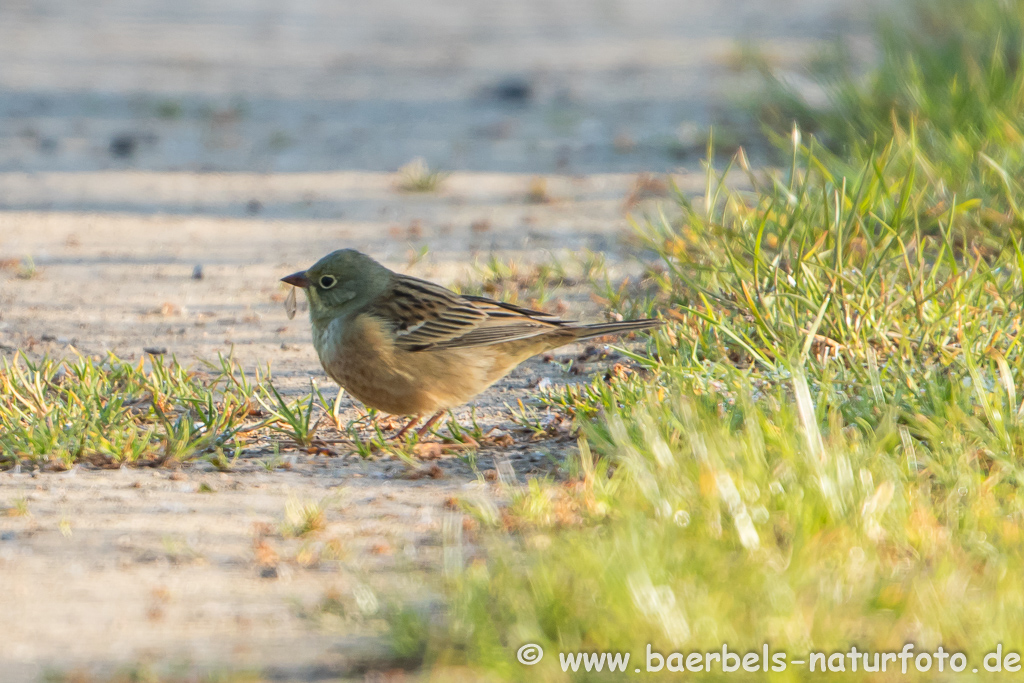 Ortolan