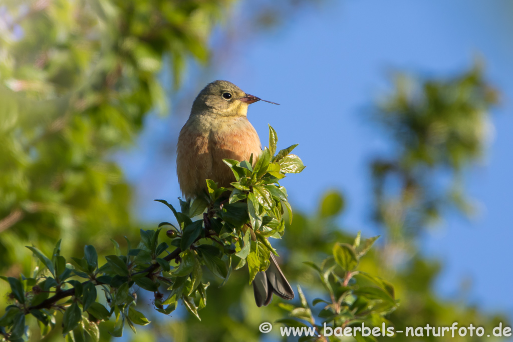 Ortolan