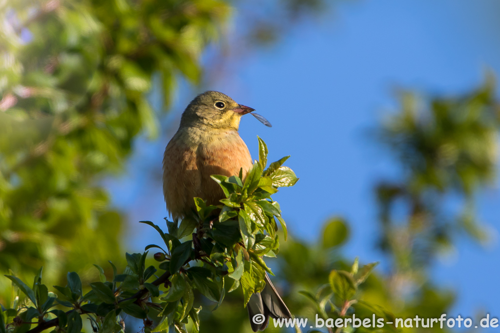 Ortolan