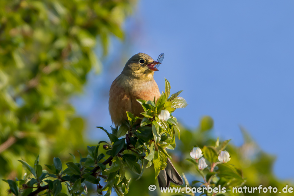 Ortolan