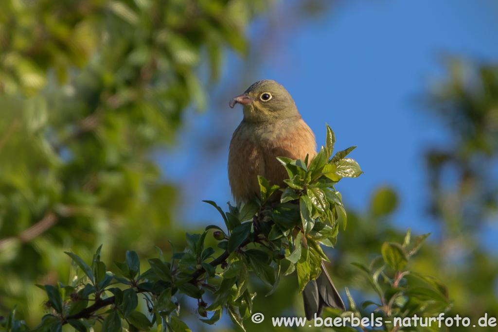 Ortolan