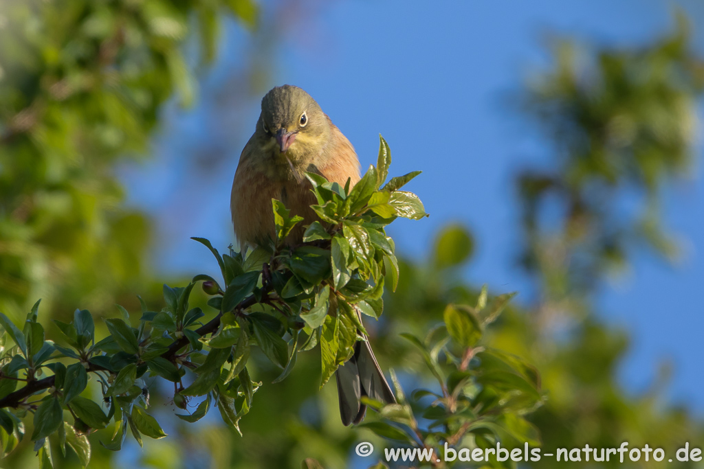 Ortolan