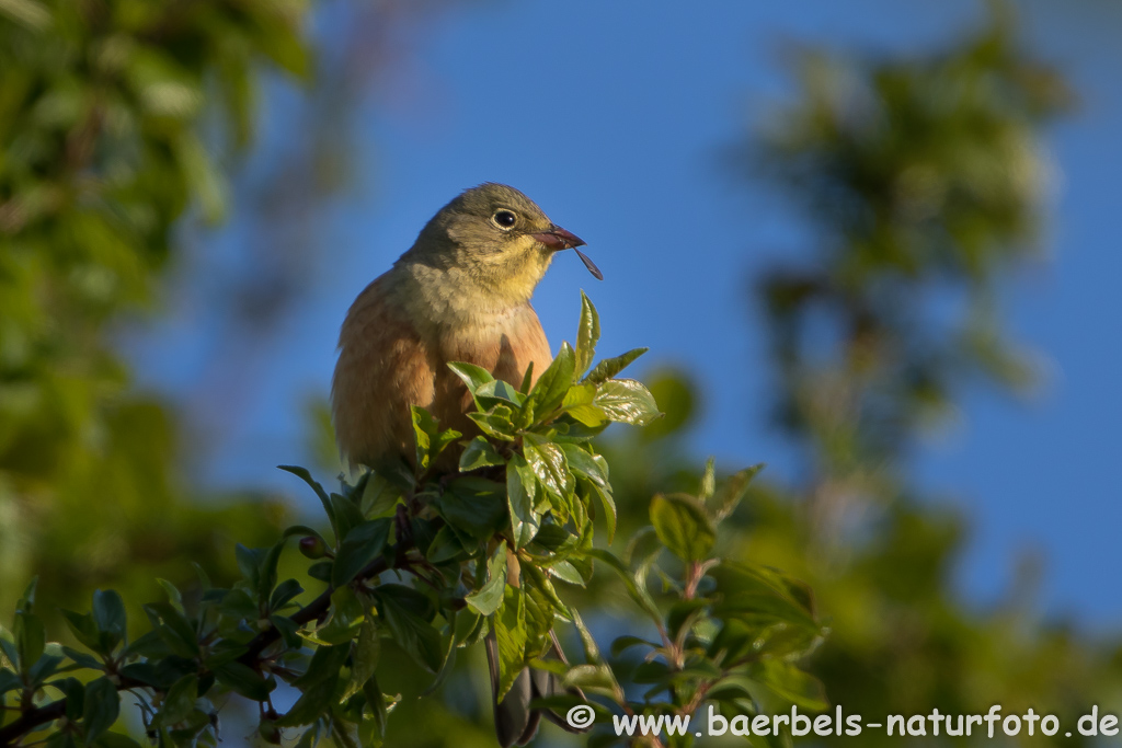 Ortolan