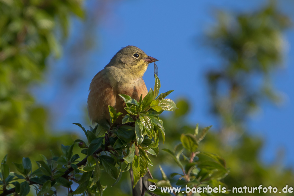 Ortolan