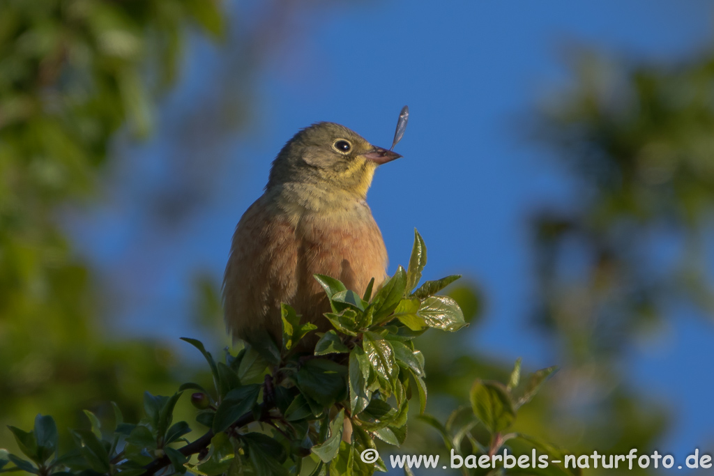 Ortolan