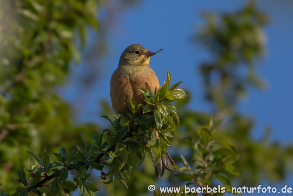 Ortolan