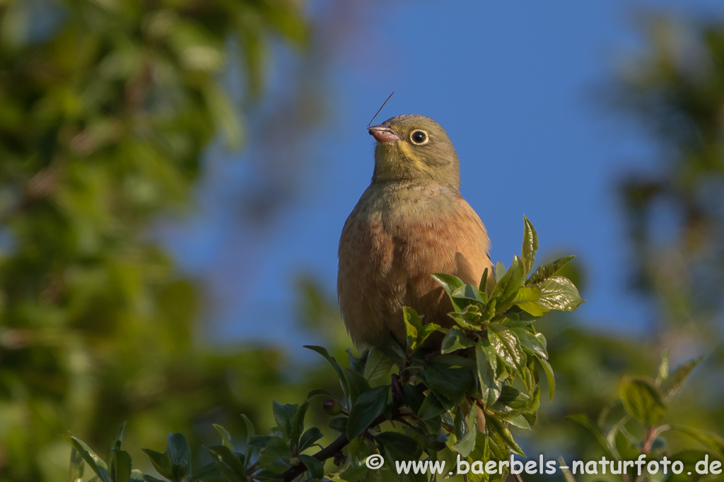 Ortolan