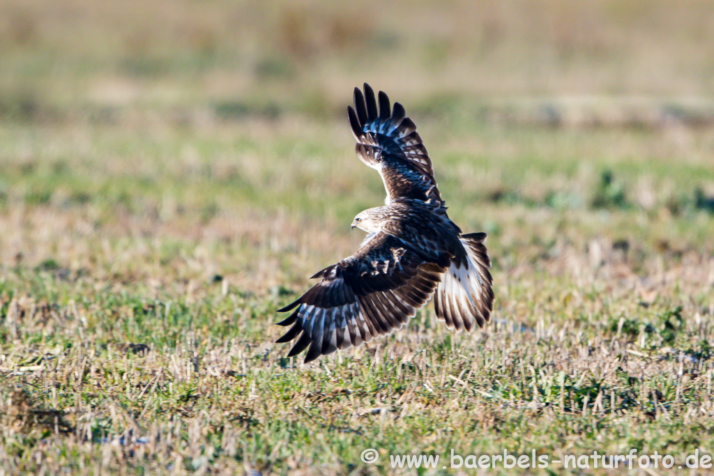Raufussbussard