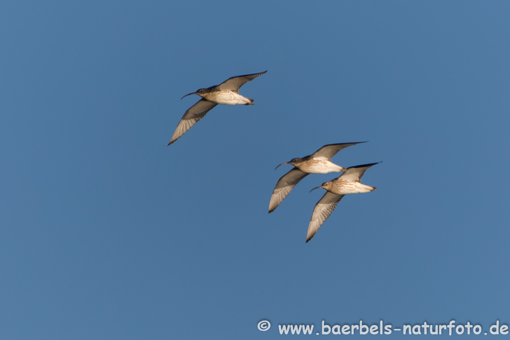 Regenbrachvogel