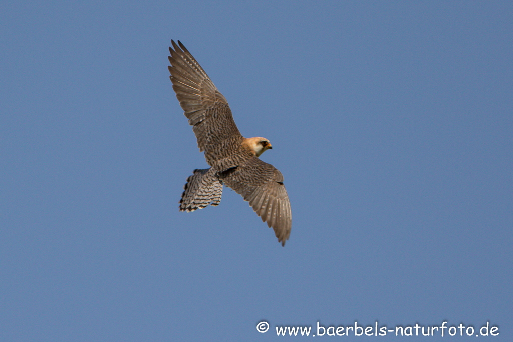 Rotfußfalke