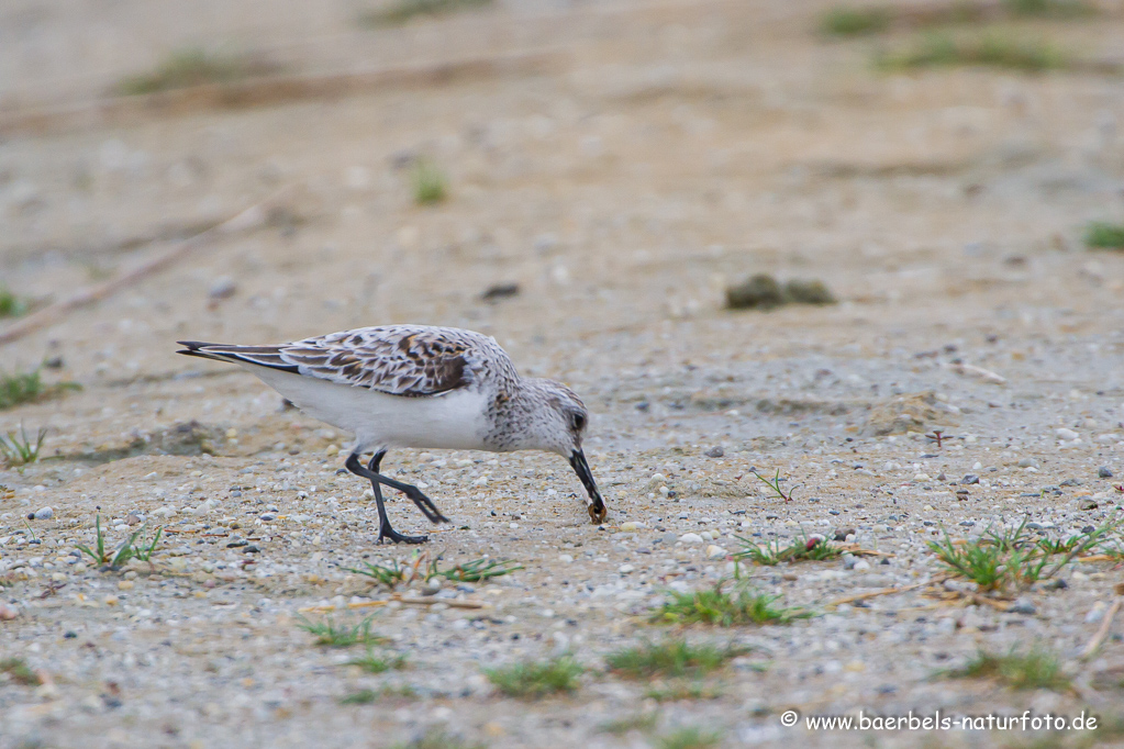 Sanderling