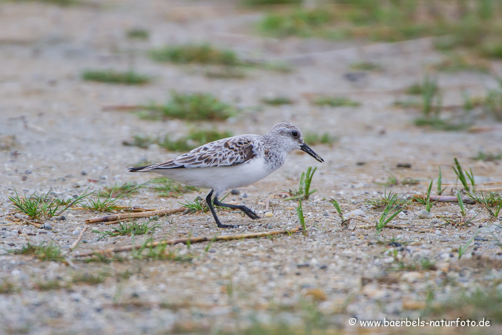 Sanderling