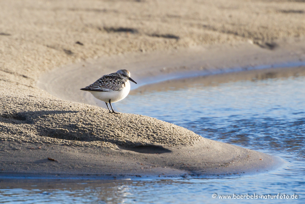 Sanderling