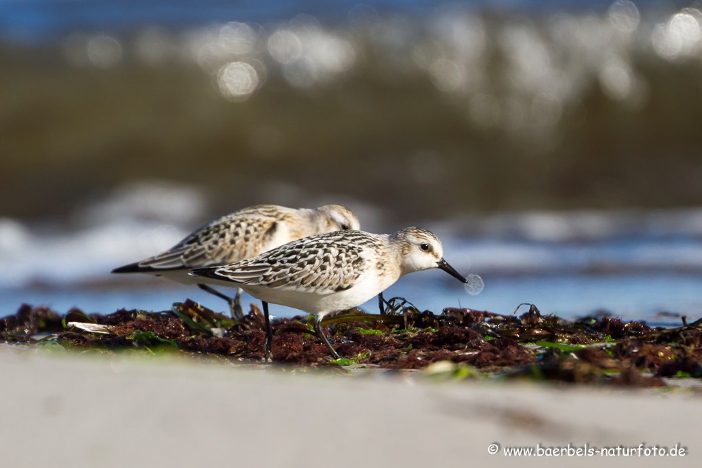 Sanderling