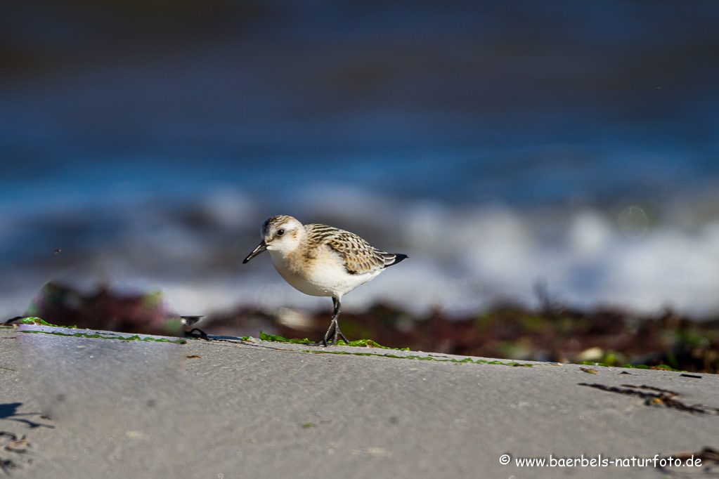 Sanderling