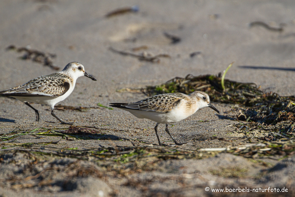 Sanderling