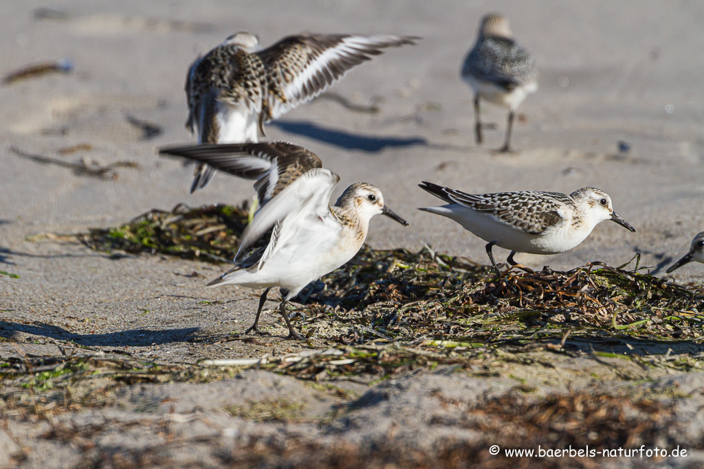 Sanderling