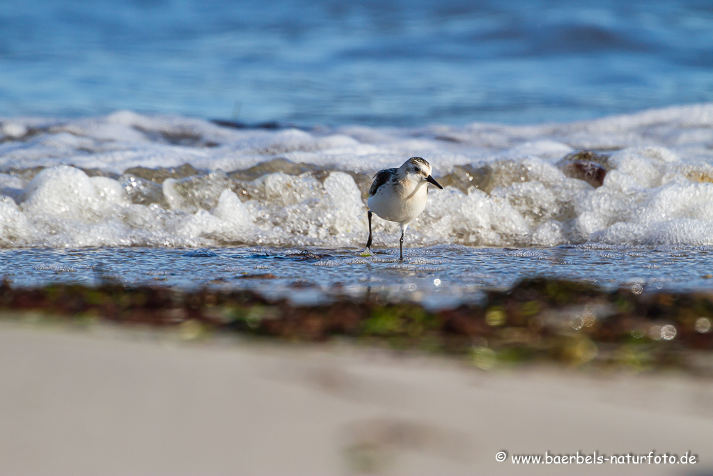 Sanderling