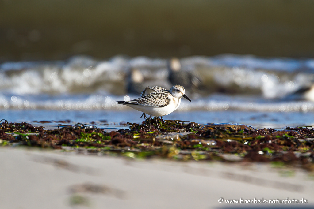 Sanderling