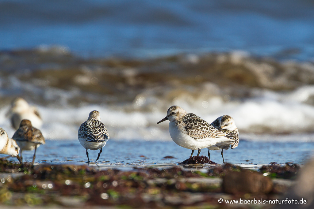 Sanderling