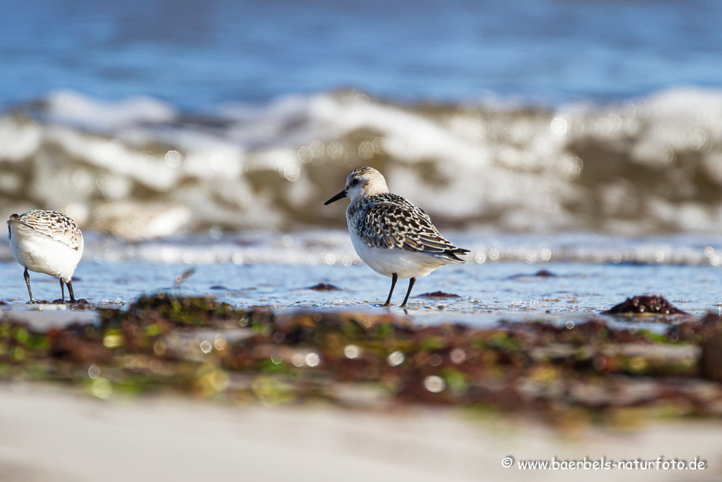 Sanderling