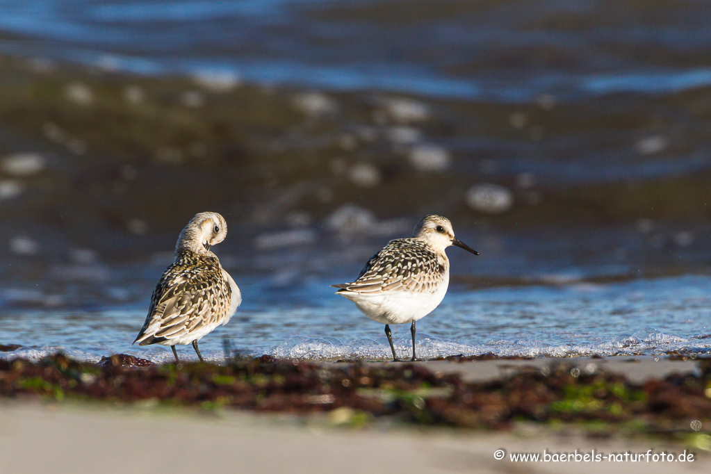 Sanderling