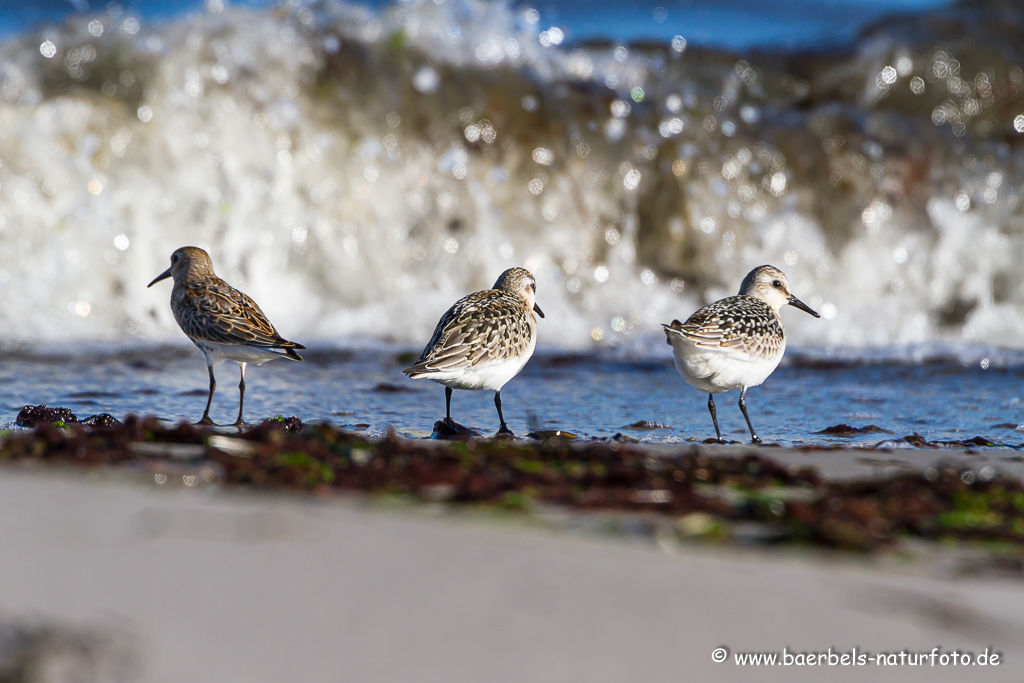 Sanderling