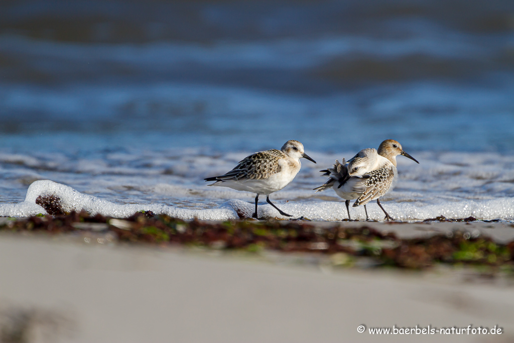 Sanderling