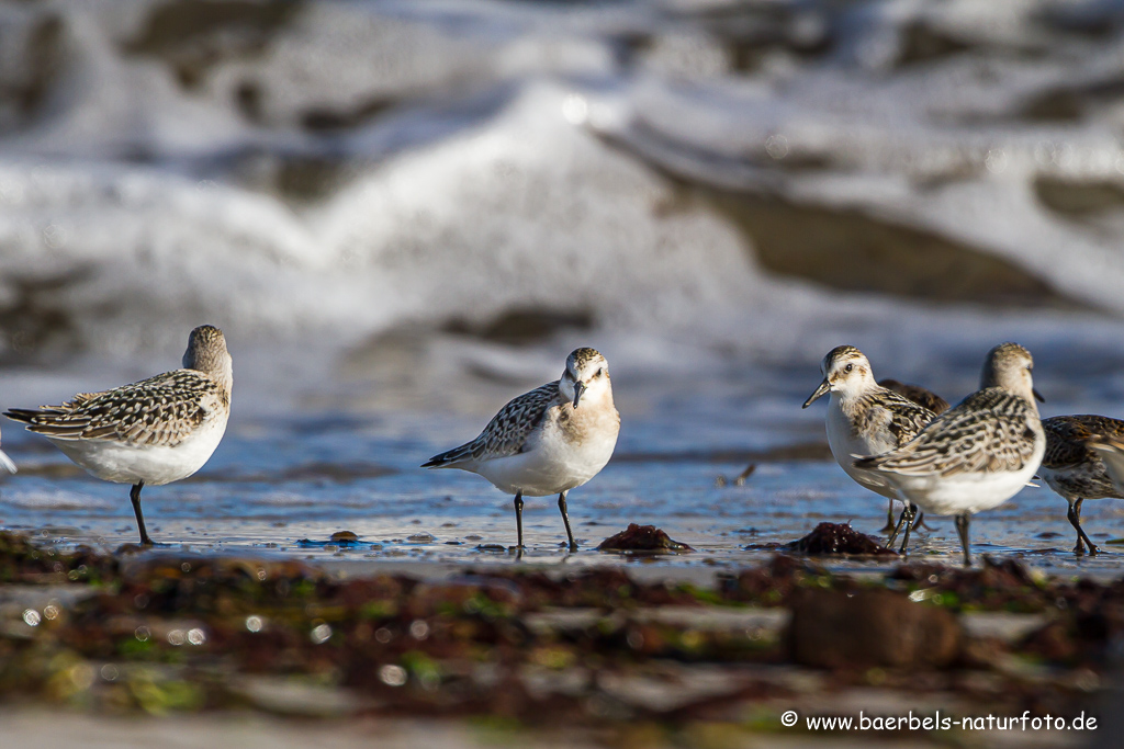 Sanderling