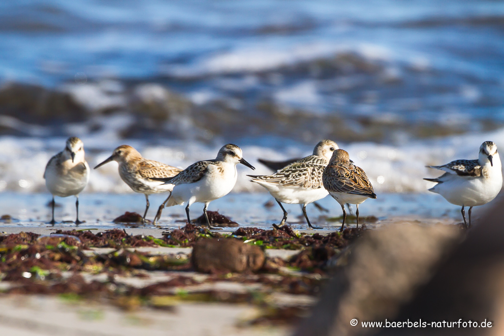 Sanderling