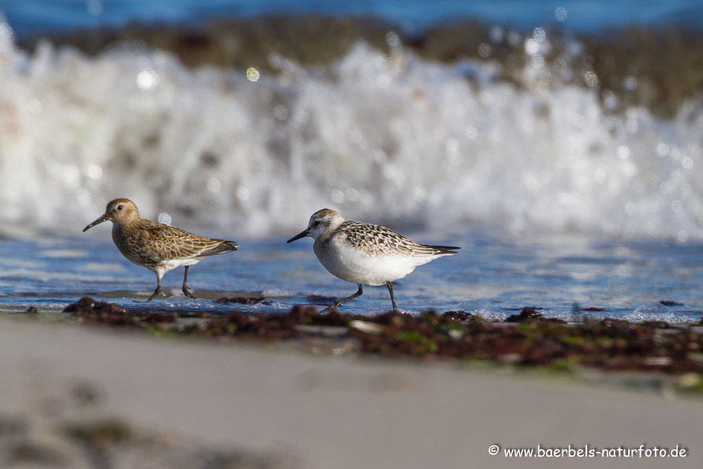 Sanderling