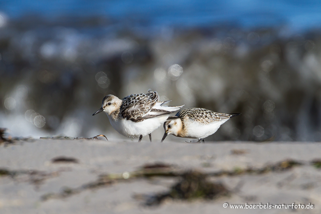 Sanderling