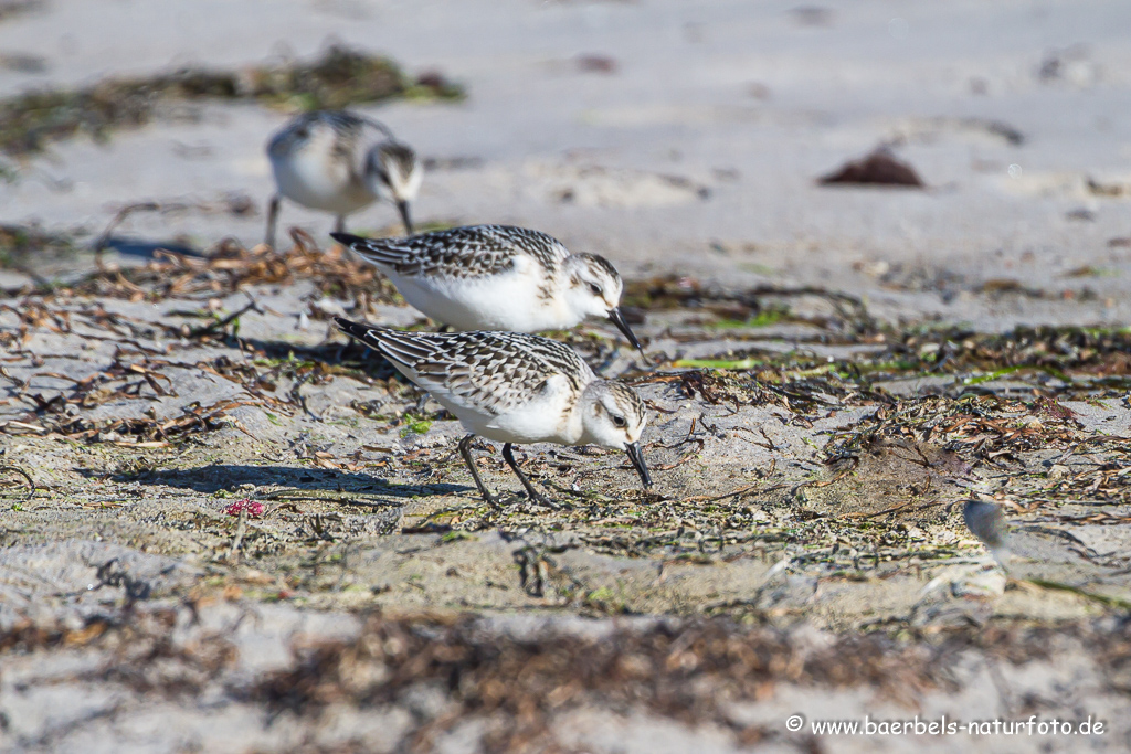 Sanderling