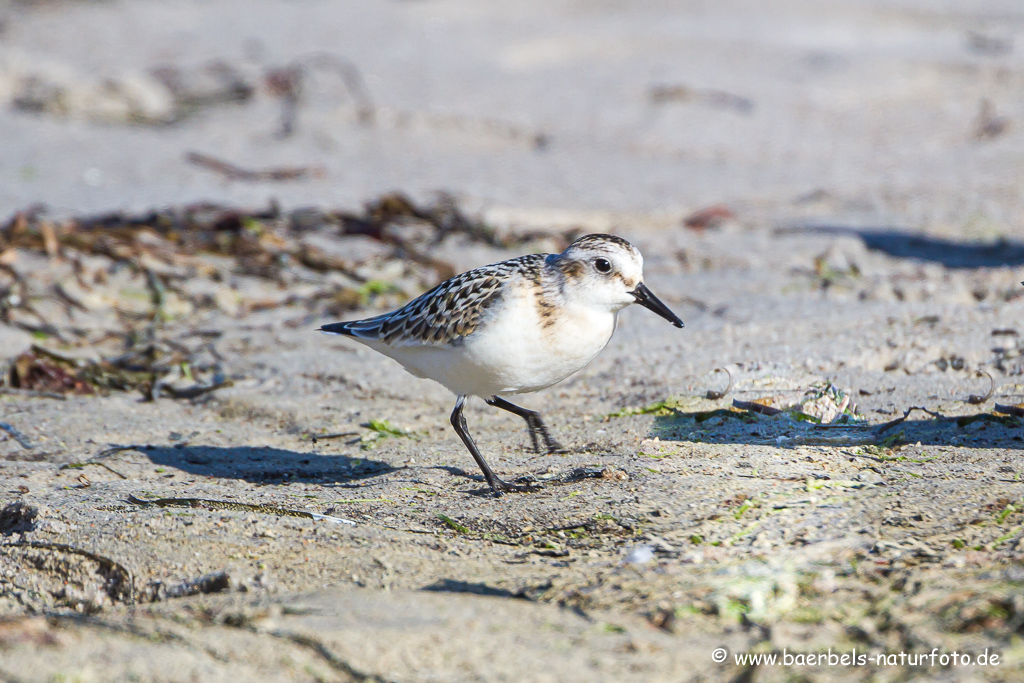 Sanderling