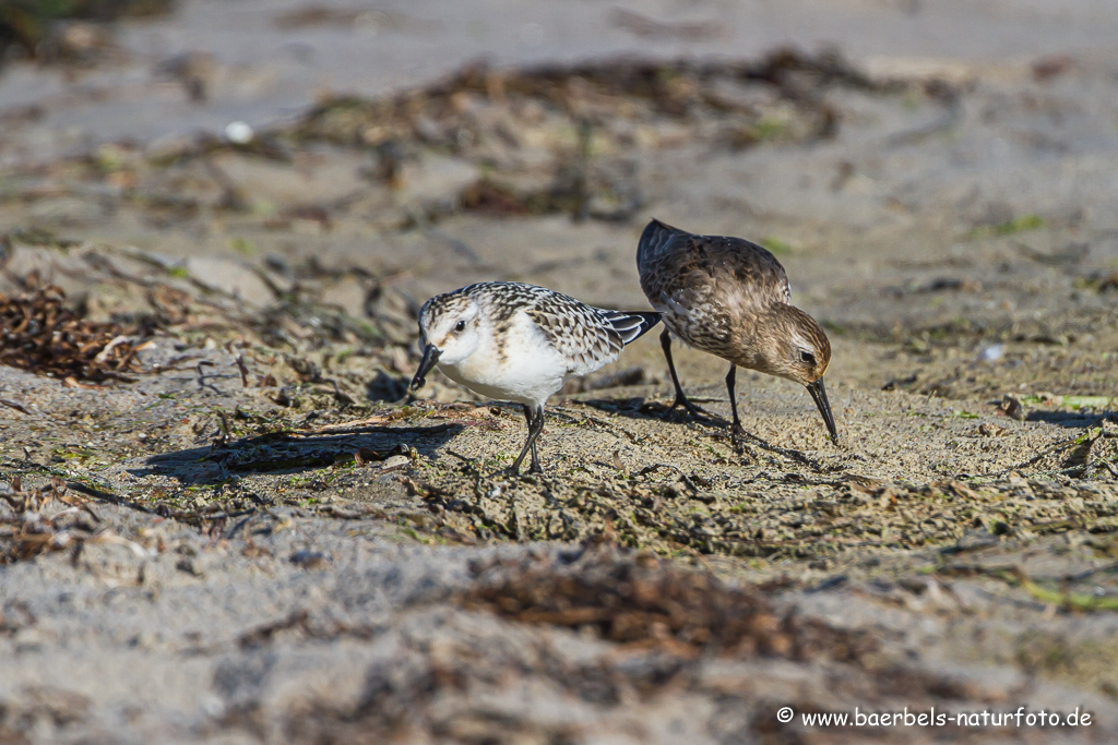 Sanderling