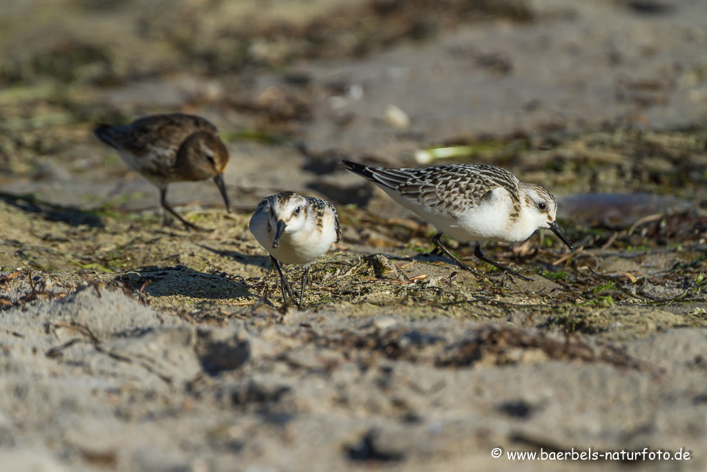 Sanderling