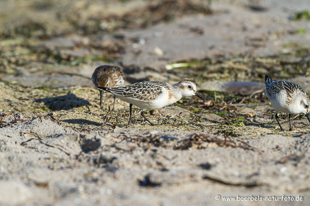 Sanderling