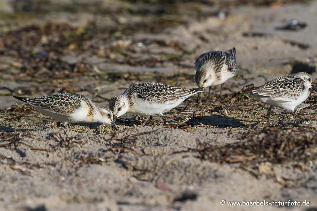 Sanderling