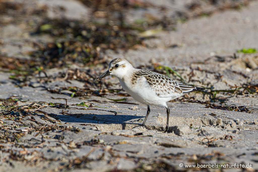 Sanderling