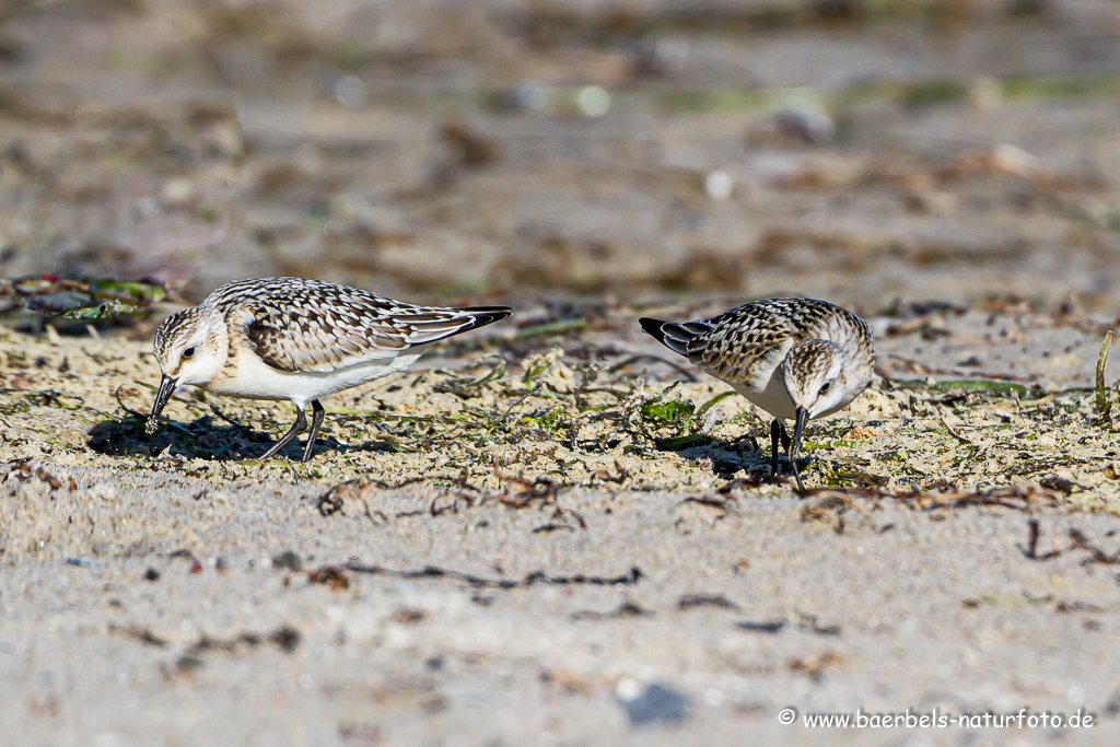 Sanderling