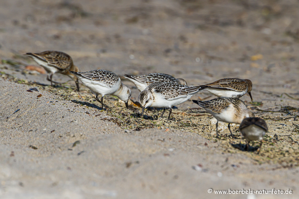 Sanderling