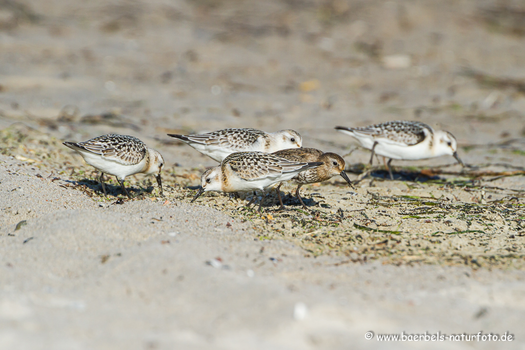 Sanderling