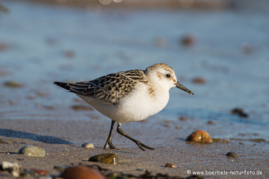 Sanderling