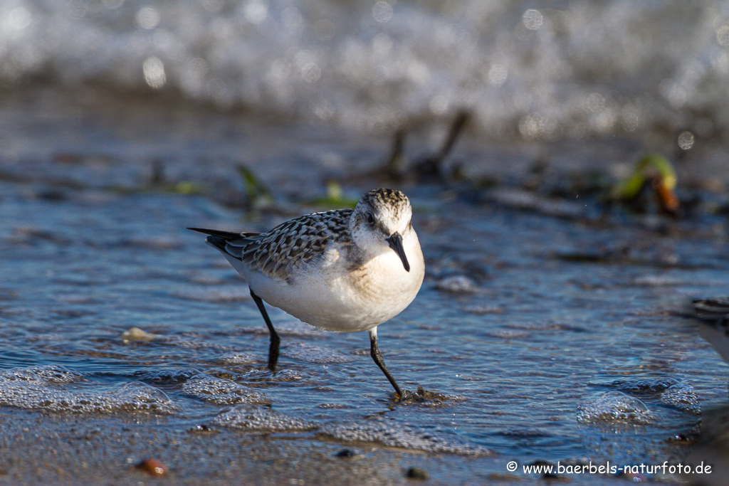 Sanderling