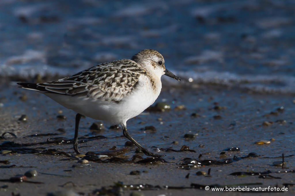 Sanderling