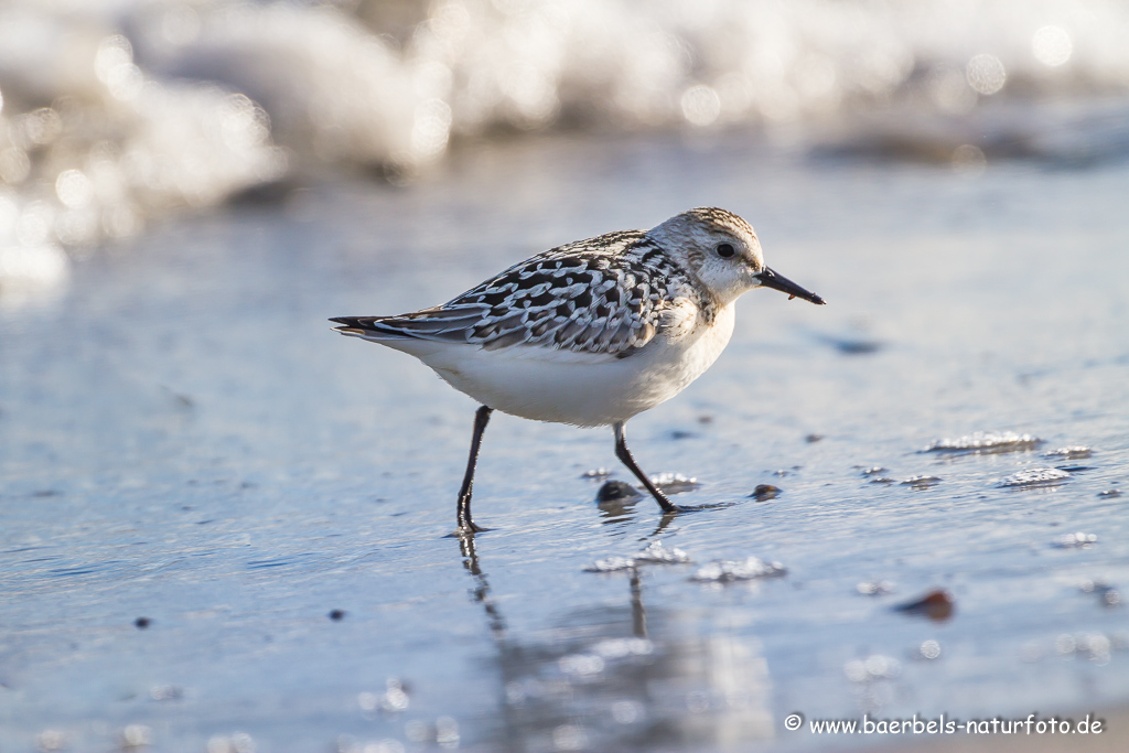 Sanderling